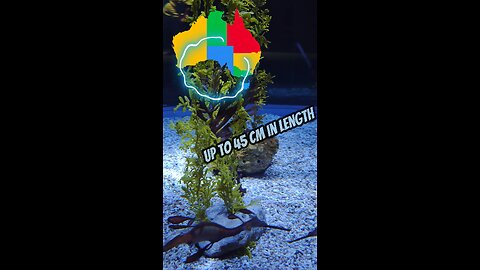 Strange Fish? Weedy Seadragon | Gran Canaria | Poema del Mar