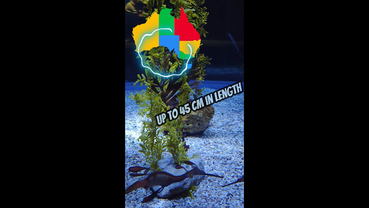 Strange Fish? Weedy Seadragon | Gran Canaria | Poema del Mar