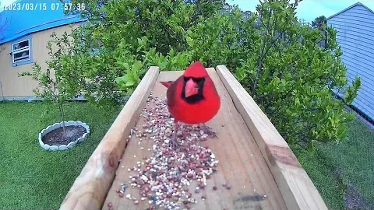 Florida Bird Feeder Backyard Birds Up-Close