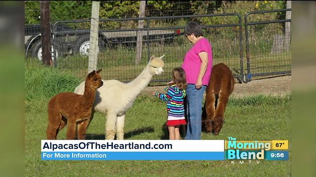 Alpacas of the Heartland