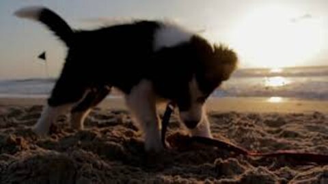 Cute dog playing on the beach with sunset