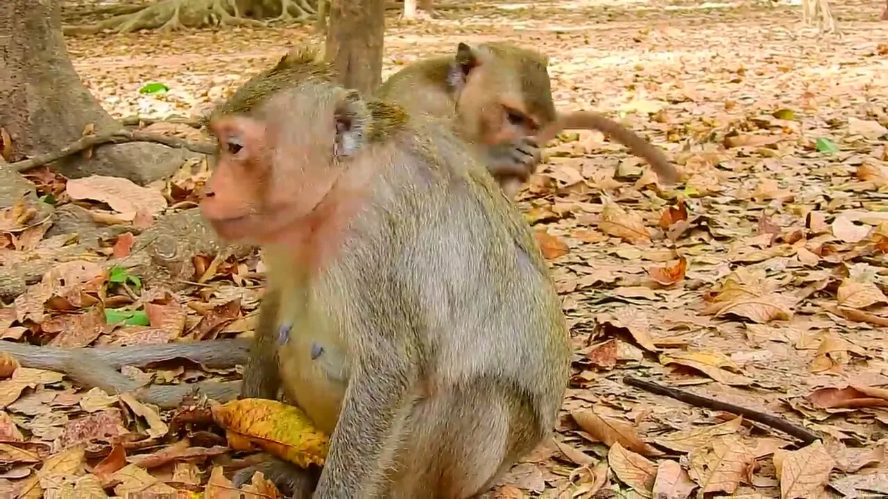 All Mother carries her baby with her group