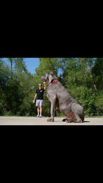 Guard dog nation wow 10.6 inche long Big dog 🐕🐕