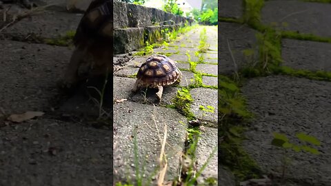 FASTEST TORTOISE 🐢 IN AMERICA! #shorts #short #funny #viral #tortoise #funnyshorts #animals #lol