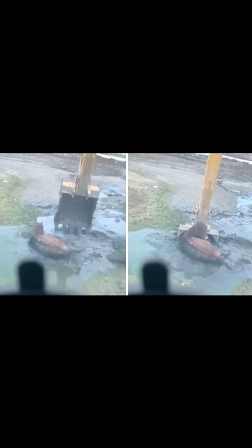 Horse trapped in deep mud rescued by excavator