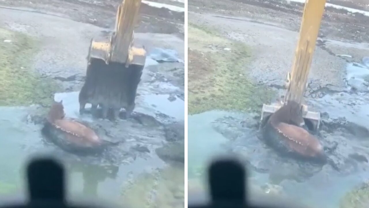 Horse trapped in deep mud rescued by excavator