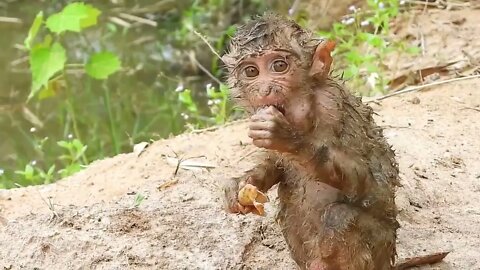 Oh My Goodness! baby kley rises from the ground to eat-13