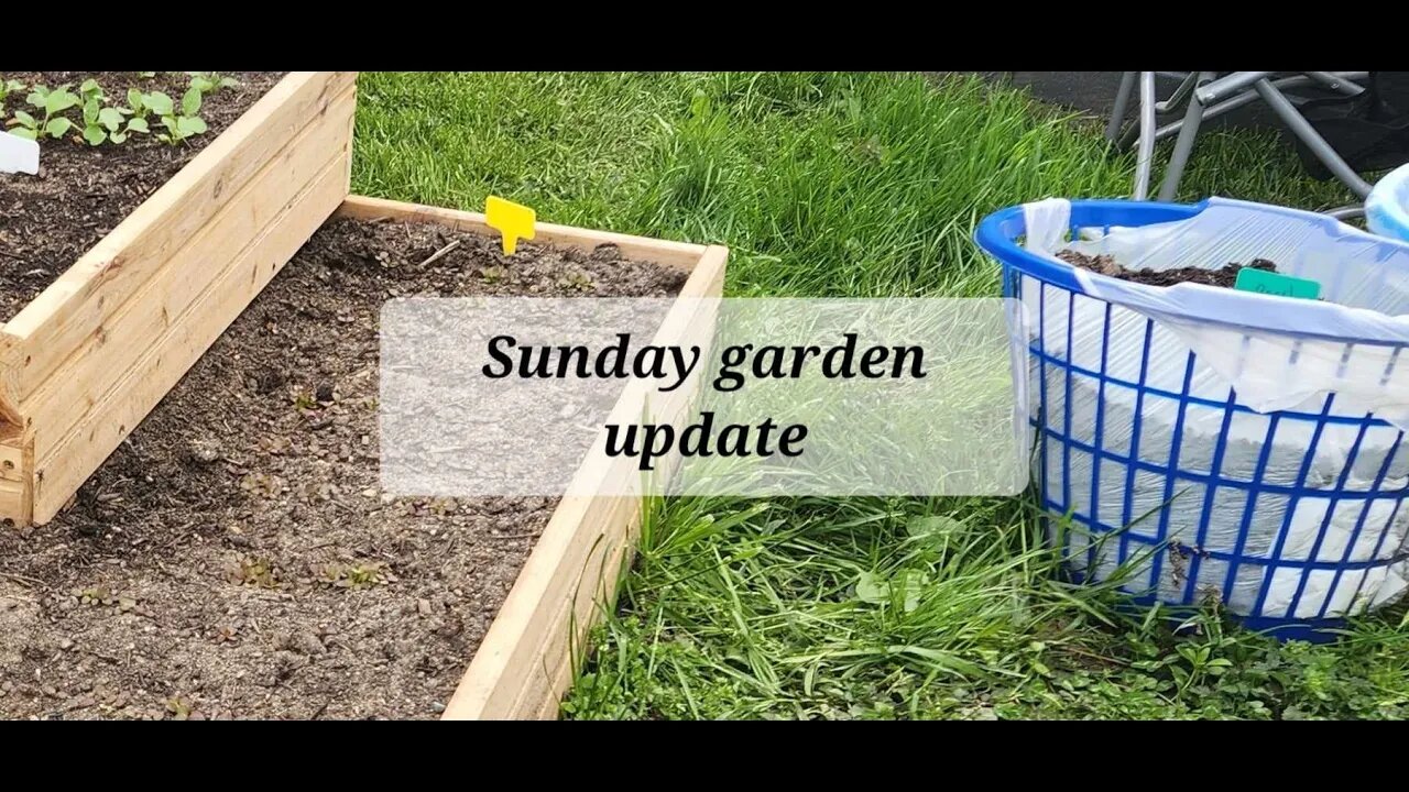 Sunday garden update