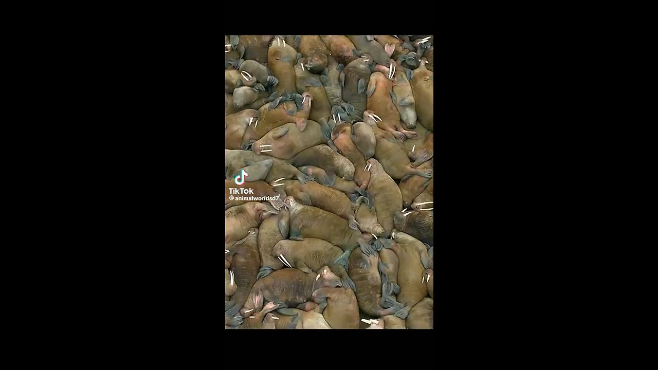 seals