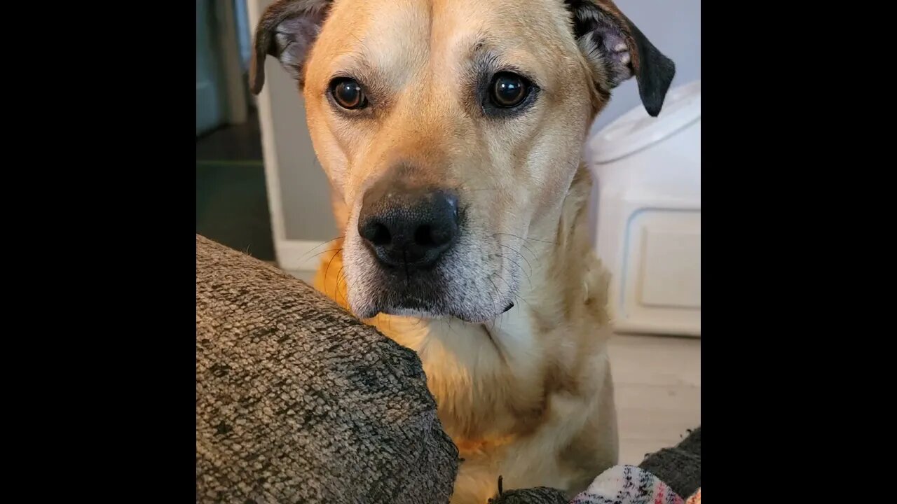 Happy 6th Birfday to mees!