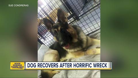 German shepherd to compete at 2018 Westminster Dog Show three years after horrific wreck