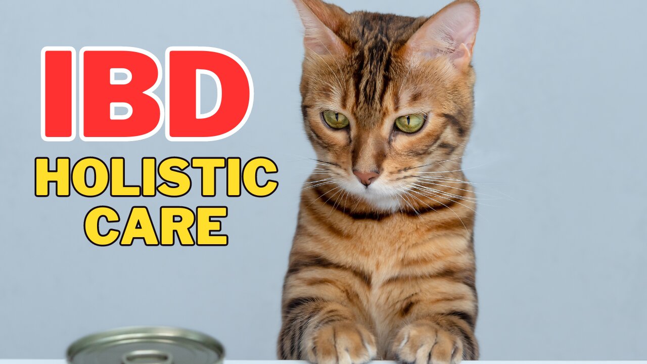 Holistic Care for Cats With IBD