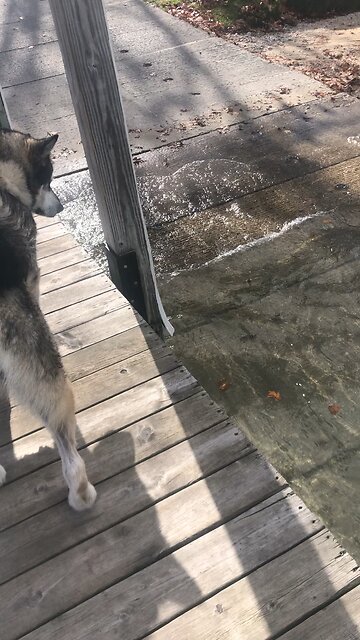 Friday Nov 1, Play some with dancing