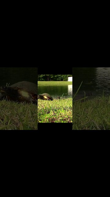 Wild Box turtles #shorts