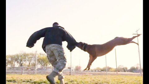 Army Dog Training | How to train dog | dog video