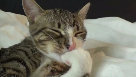 Corona Kitten Keeps His Paws Clean