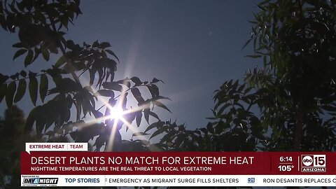 Desert plants no match for extreme heat
