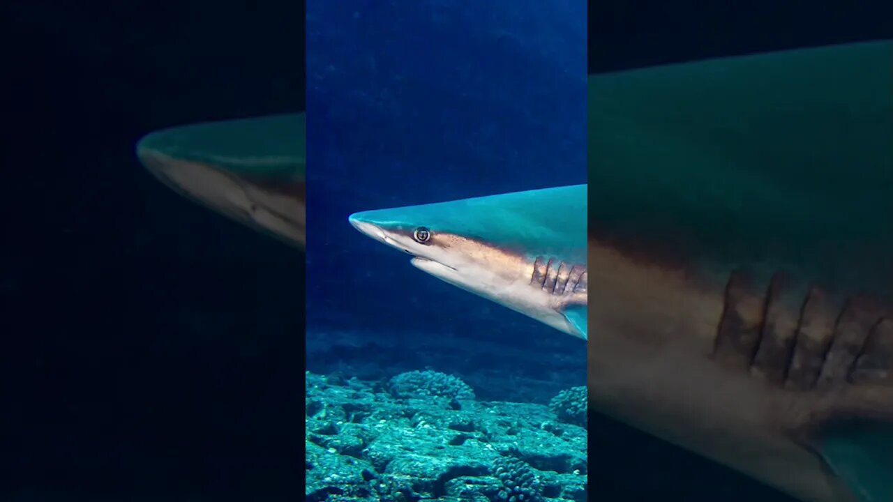 Denize gitmeden önce bu köpek balığını tanımalısın.🦈 | Bölüm 1 #shorts #shark #kumköpekbalığı