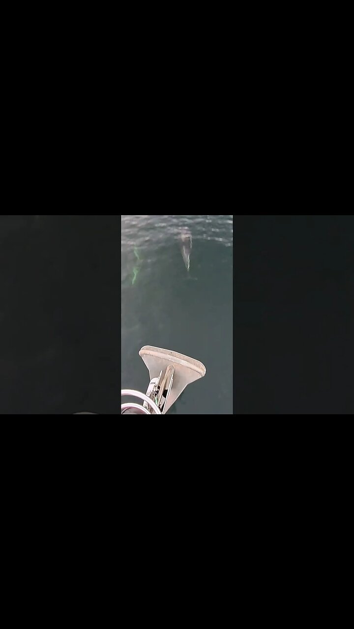 Iceberg Dolphins! Forget sunset and dinghy dophins! #wildlife