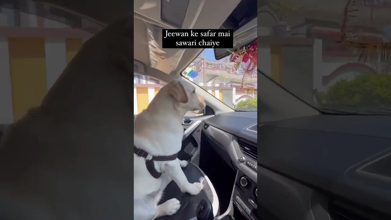 #Dogs #shorts #fyp #Dog #reels #viral #funny 58