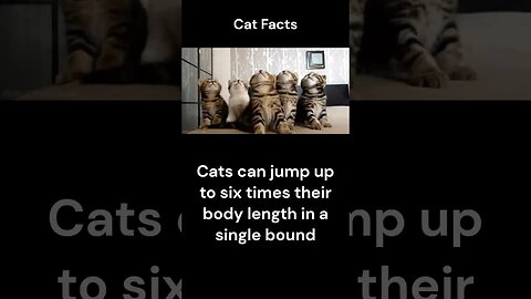 Cat Facts #shorts #youtubeshorts #cat #facts #Humor