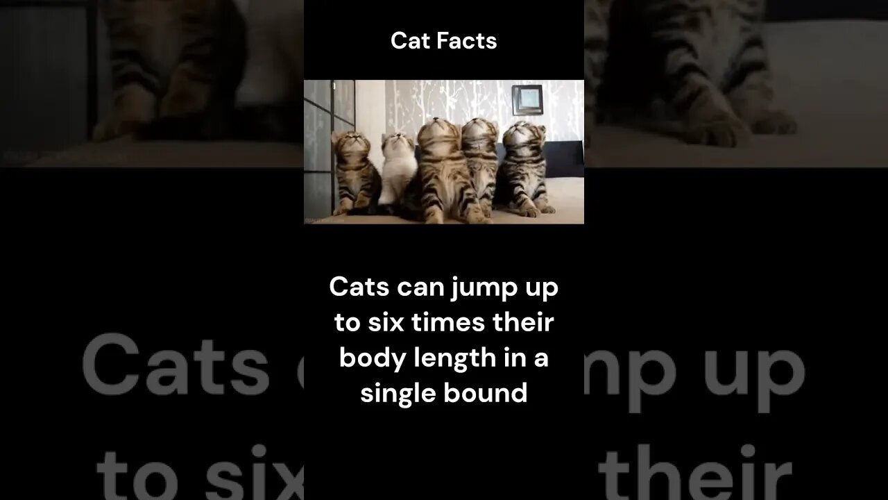 Cat Facts #shorts #youtubeshorts #cat #facts #Humor