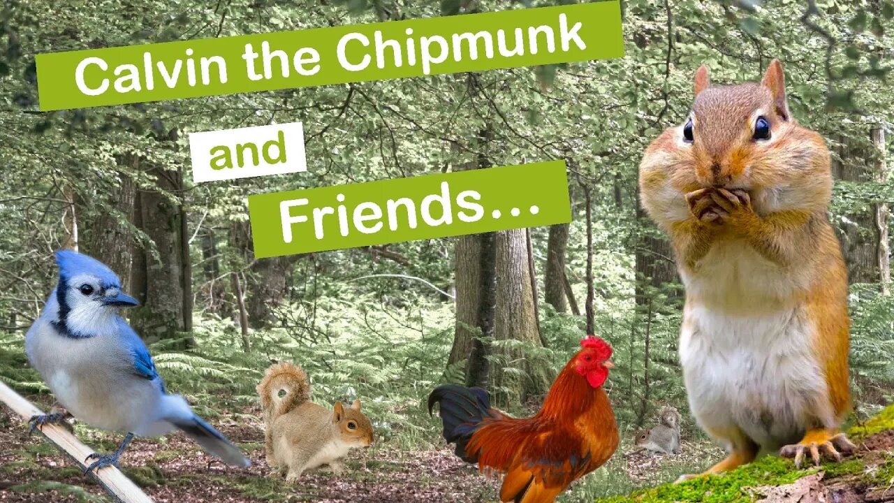 Calvin the Chipmunk and Friends?