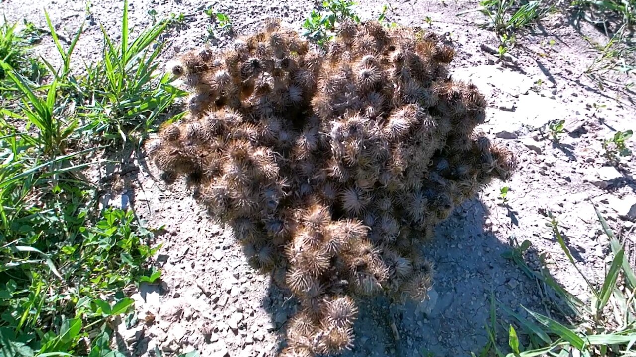 Honda CRF250F Trail Riding #40 ft. A lot of Burs!