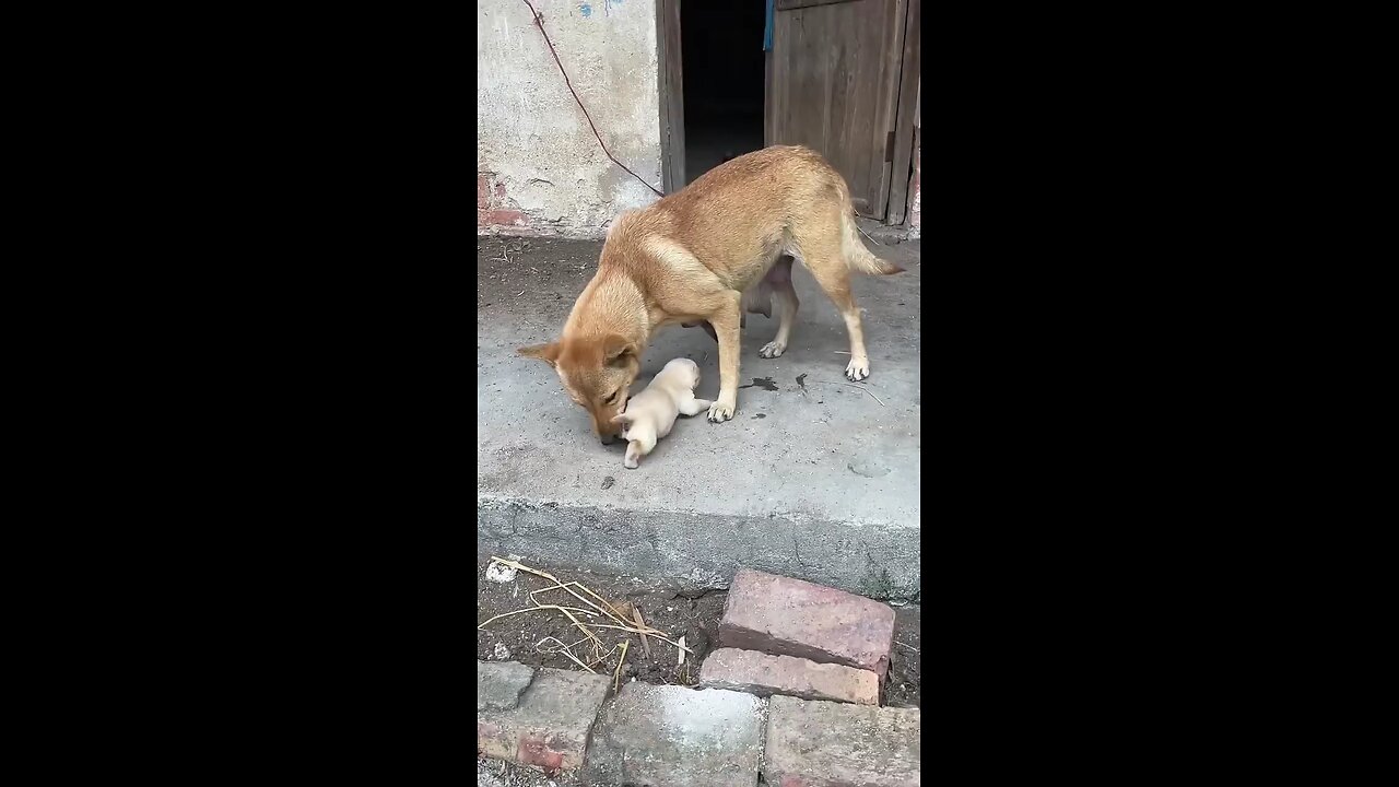 mother dog caring her child