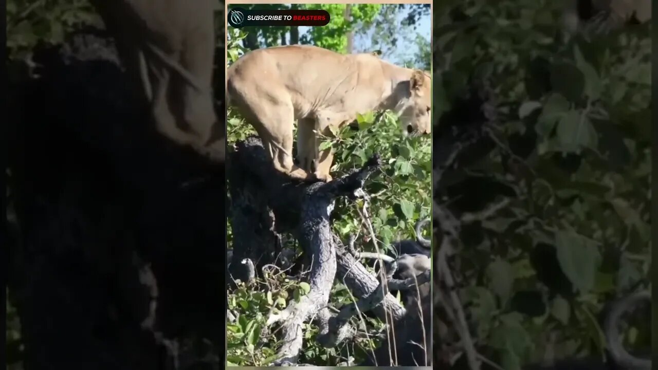 Herd of buffalo atttack on lioness