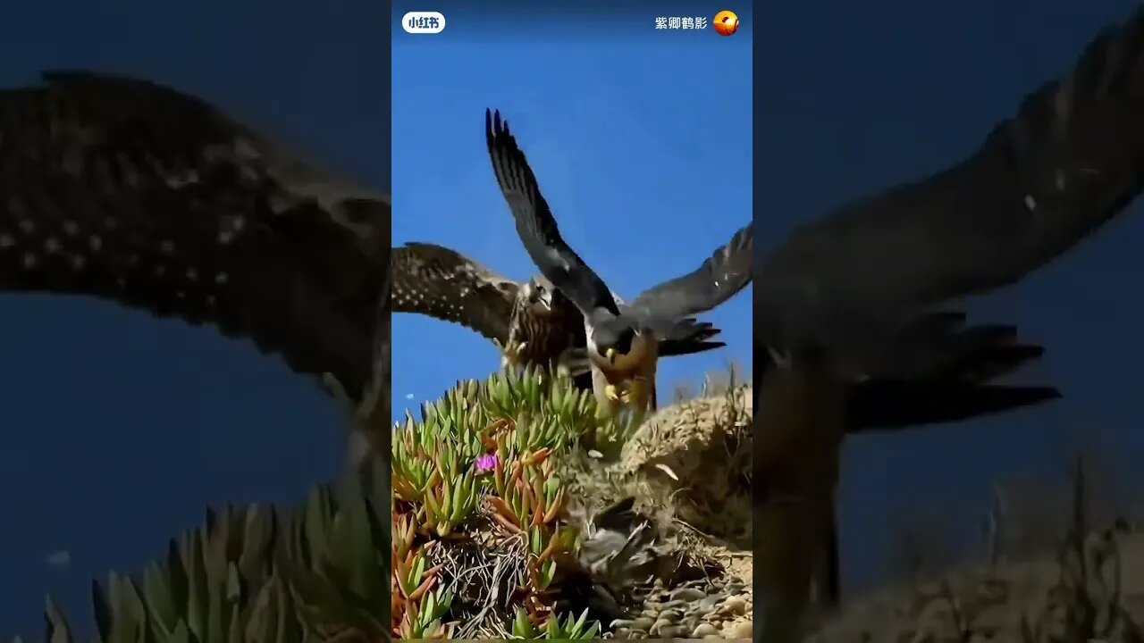 Beautiful Falcon