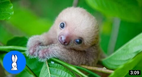 Baby Sloths Being Sloths - FUNNIEST Compilation