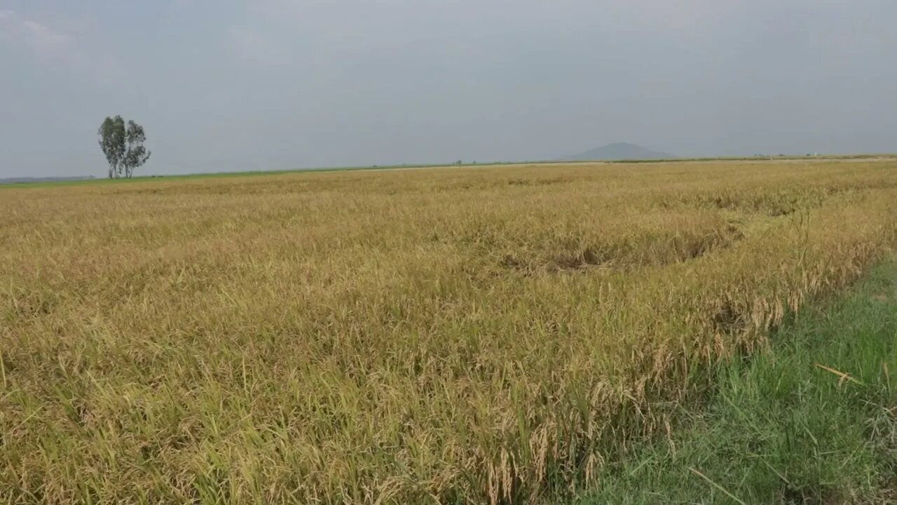 Sound at field rice