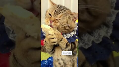 funny cat eating like cave man #shorts