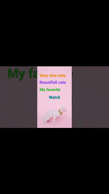 beautiful 😺😺😺😺😺 cats