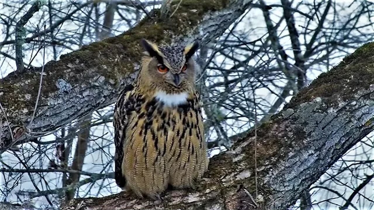 Male Eagle Owl Close Up 🦉 03/15/23 18:01