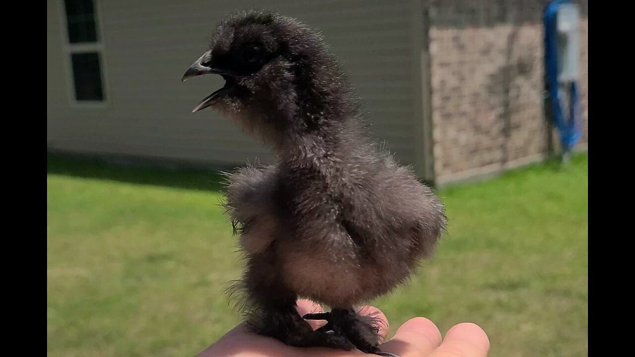 Baby chick takes first flight!