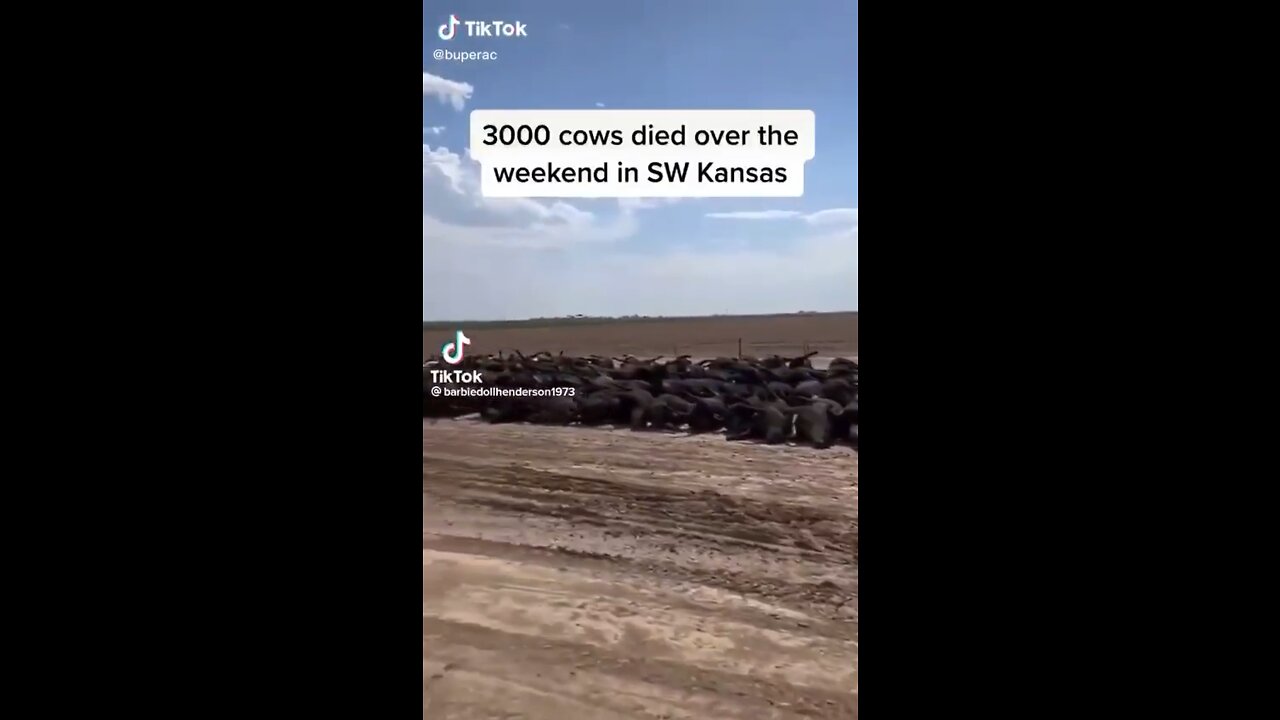 3000 cattle dead