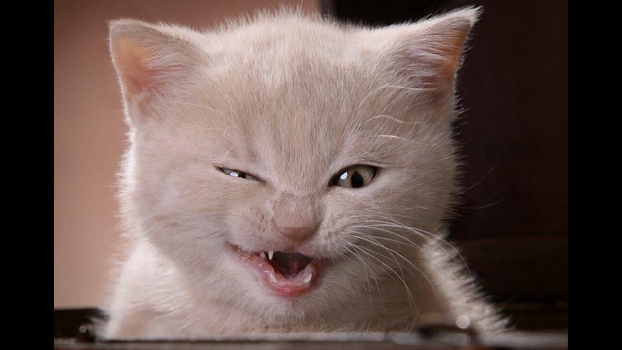 Cute Animal Videos To Cheer You Up