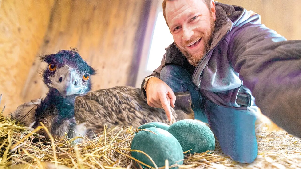 The Emus are SITTING on EGGS! But This is Wrong