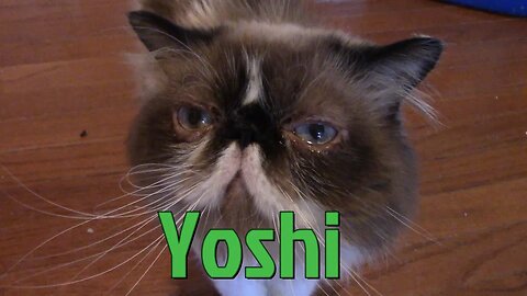 Meet Yoshi My Himalayan Cat! 😻