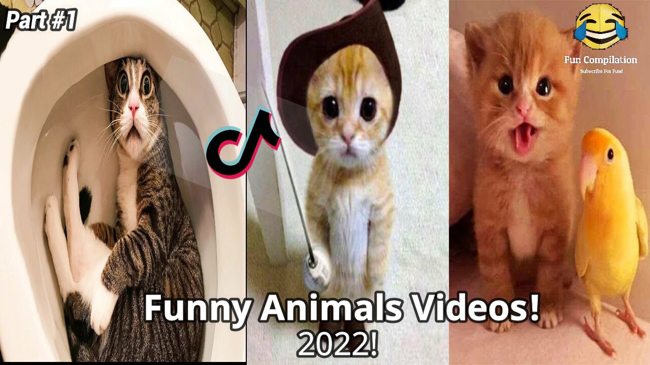 *New* Best Funny Animals TikTok Videos Compilation (2022) #1 - Funny And Cute Cats!! - DARK x MAMBA