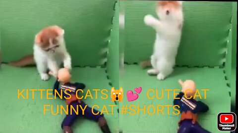 kittens cats🙀💕 cute cat funny cat #SHORTS
