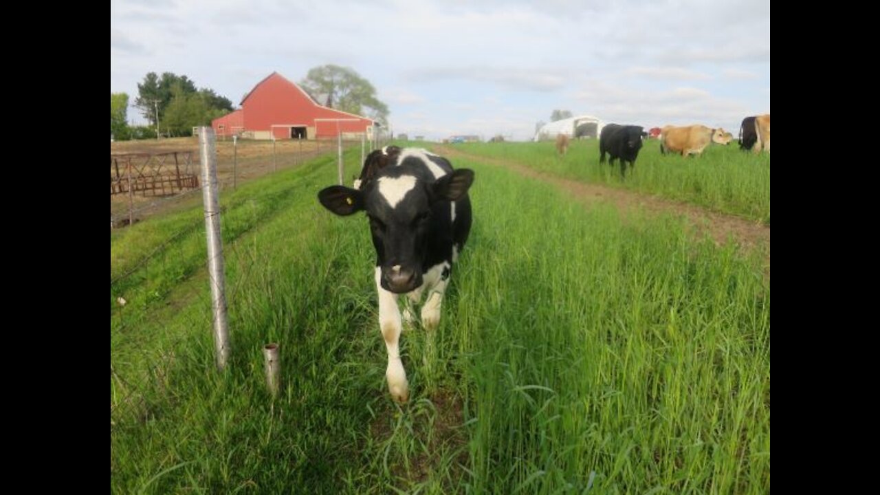 Let's Talk about the Homestead Milk Cow: Anyone Can Farm