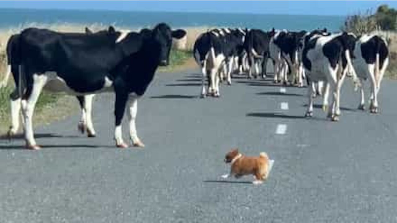 Tiny dog is excellent at herding cows