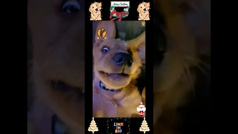763_🎄🐶🎄[#Christmas #Special]#Top #Funny #Labrador #Retriever|#Labrador #Retriever|Passionate Animals
