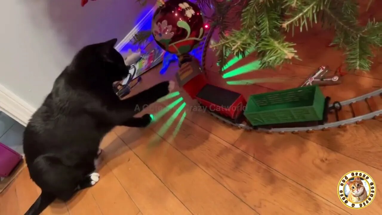 Cat LOVED This Train…Until THIS HAPPENED…