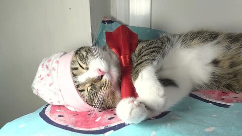 Sleeping Cat with Red Bow and Baby Cap