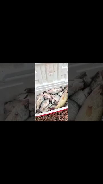 That’s A LOT of Fish!