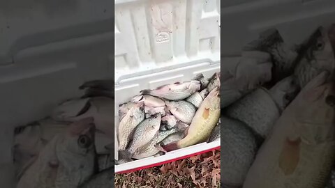 That’s A LOT of Fish!